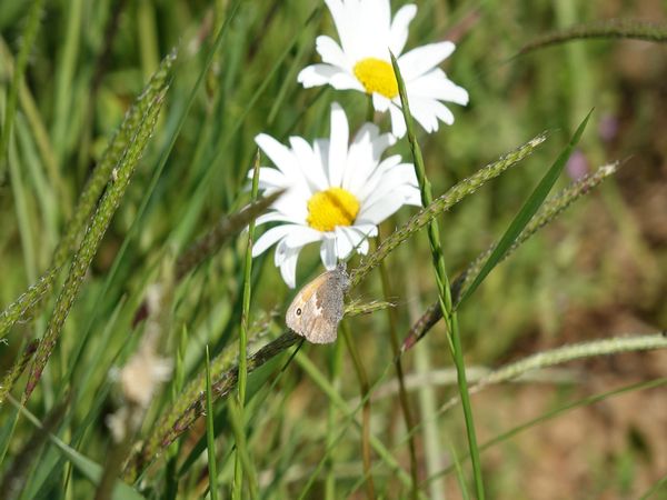 Kleines WiesenvÖgelchen(<i>Coenonympha pamphilus</i>) an  Margarite
