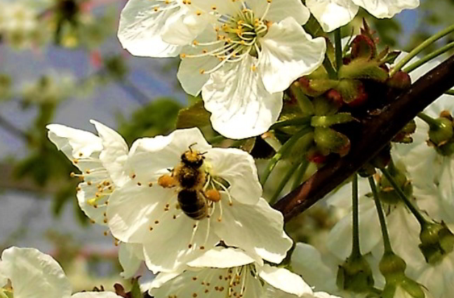 Apfelbl�te mit Biene